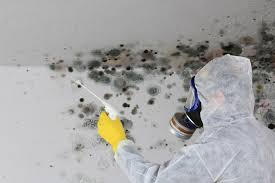 Trusted Petaluma, CA Mold Inspection Experts